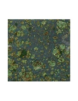 ladybug CG-984  4 oz  6 units case