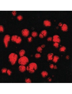 purple sage  CG-768  4 oz  6 units case