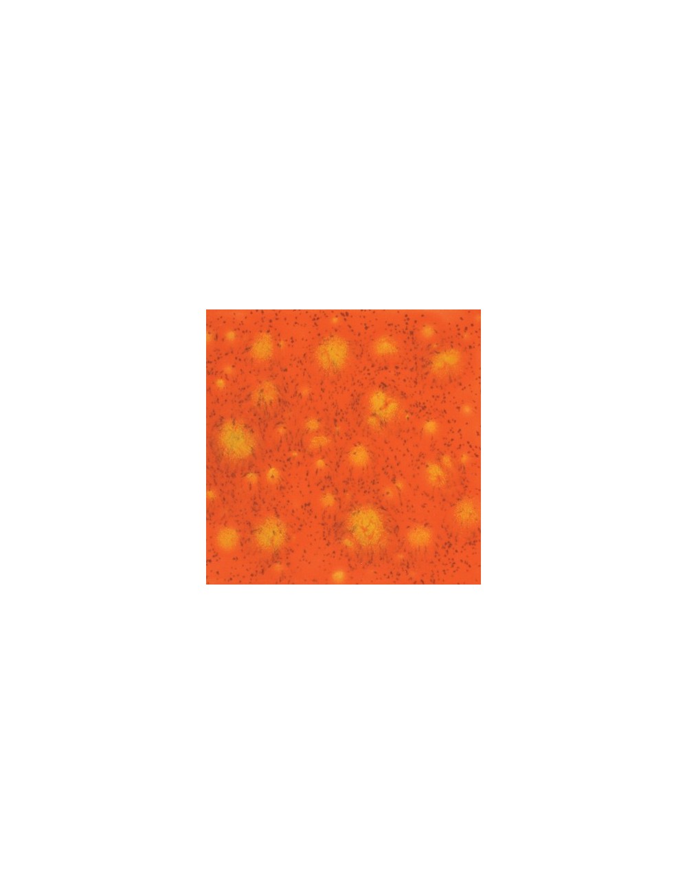 black iris  CG-798  4 oz