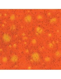 black iris  CG-798  4 oz