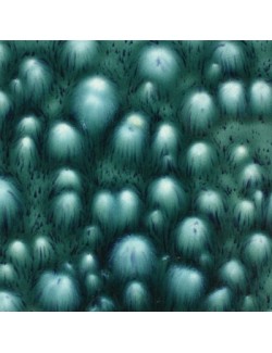 alligator  CG-973  4 oz  6 units case