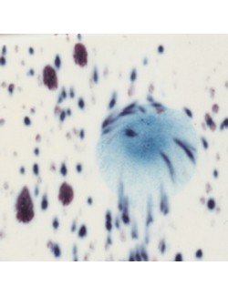 teal drop CG-976  4 oz