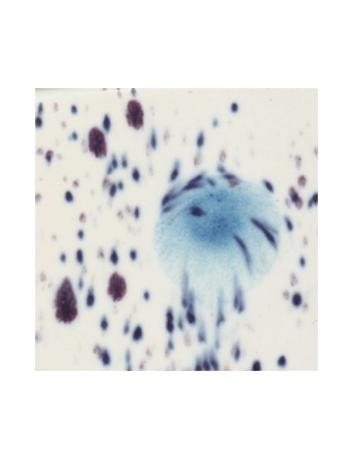 ink spots  CG-977  4 oz  6 units case