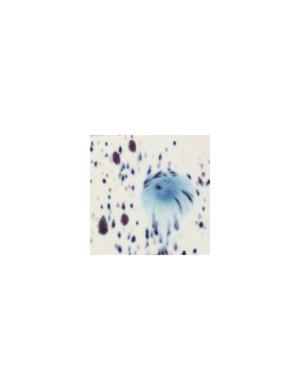 ink spots  CG-977  4 oz  envase de  6 unidades  