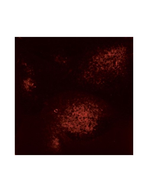 citrus splash  s-2729  4 oz  6 units case